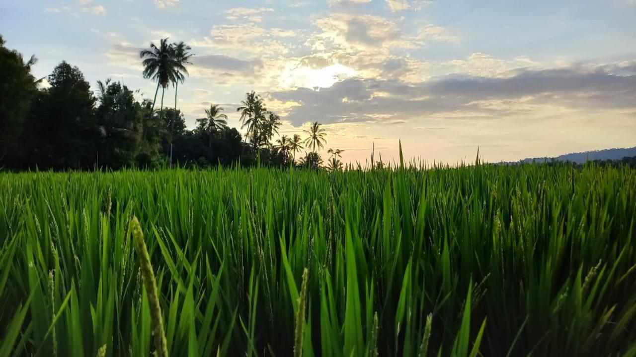 Bali De Pardis Cottage Munduk Esterno foto